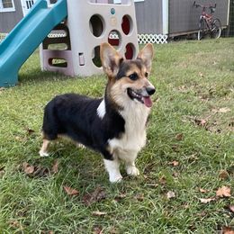 Barney - Pembroke Welsh Corgi