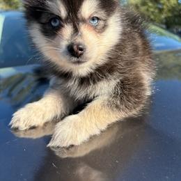 Smoki - Black and white female Pomsky puppy in Valparaiso, Indiana from Valparaiso Pomskys