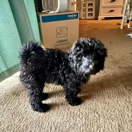 Schnoodle Puppies from Roux's Munchkins