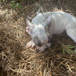 French Bulldog Puppies from Southern Mississippi Frenchies
