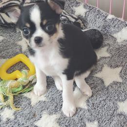 Lucy - Black and white female Chihuahua puppy in Lake George, New York from Moonhill Chihuahuas