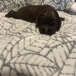 Cocker Spaniel Puppies from Hershey Sugar Rd Cockers