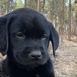 Labrador Retriever and Pembroke Welsh Corgi Puppies from Burress Family Farm and Kennels