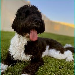 Ivy - Australian Labradoodle