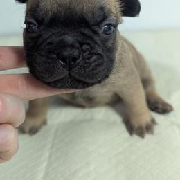 Raphael - Fawn male French Bulldog puppy in Rochester, New York from Upstate Champion Kennels