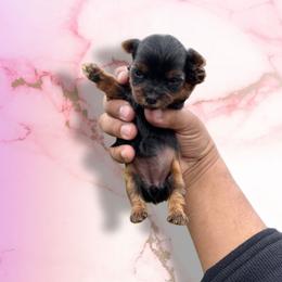 Rose marble - Black and tan female Yorkshire Terrier puppy in Pomona, California from Lunio's Yorkies