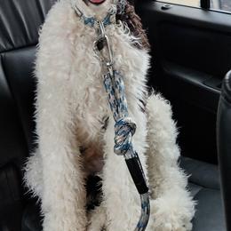 Poodle Puppies from Lucy's Standards