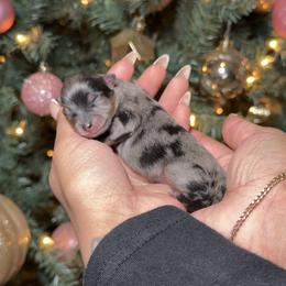 Ruby - Blue merle female Pomeranian puppy in Newport News, Virginia from Nel’s Pomeranians