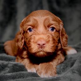 Pavlova - Caramel female Australian Labradoodle puppy in Stanwood, Washington from Victoria Creek Australian Labradoodles