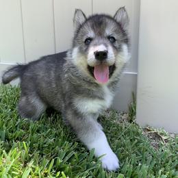 Siberian Husky Puppies from SoFlo Siberians