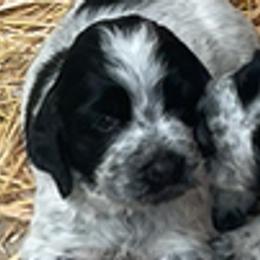 English Springer Spaniels from Cherri Furness