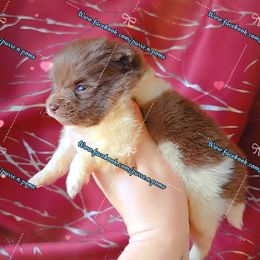 Boy 1 - Chocolate parti male Pomeranian puppy in Albany, Oregon from Purrs N Poms