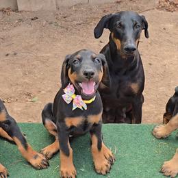 Emerald Eire's Seraphina - Black and rust female Doberman Pinscher puppy in Phoenix, Arizona from Emerald Eire Dobermanns