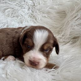 Ranger - Red tri male Toy Australian Shepherd puppy in Troy, South Carolina from Stockman Farms