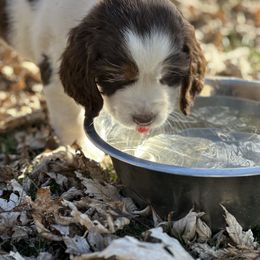 English Springer Spaniel Puppies from Murphy Farms