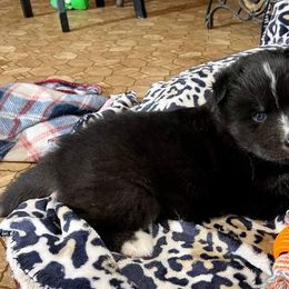 Vanquish - Black and white Siberian Husky puppy in Delta, Alabama from Gathering Rock Siberian Huskies