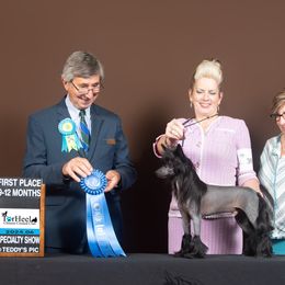 Poodles from BryMar Poodles, Chinese Crested & Russian Toys