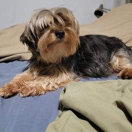 Morkies from Jenkins Morkies