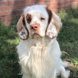 Clarke - Clumber Spaniel