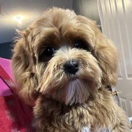 Blaze - Maltipoo