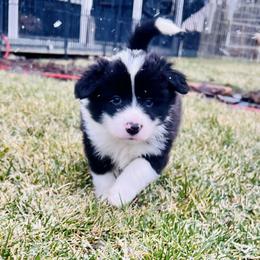 Black Boy 2 - Black and white male Border Collie puppy in Powell Butte, Oregon from Cascades Border Collies