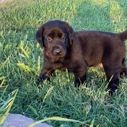 Labrador Retriever Puppies from Fatcity Labradors