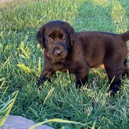 Labrador Retriever Puppies from Fatcity Labradors