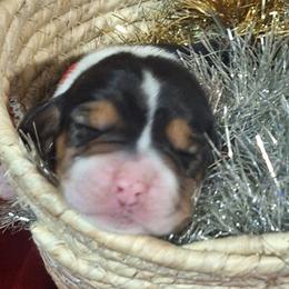 Holly(Red) - Black brown and white female Basset Hound puppy in Carbondale, Kansas from Dream Weavers Basset Hounds
