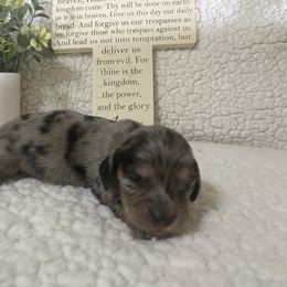 Confetti - Dapple Dachshund puppy in Franklin, Georgia from Camdox