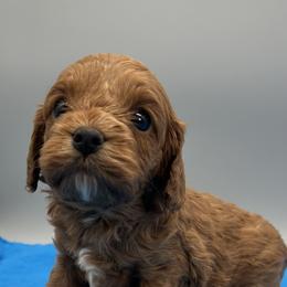 Jesse - Brown male Cavapoo puppy in Burke, New York from Patti’s Puppies