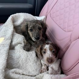 Dachshund Puppies from Rainy Day Dachshunds