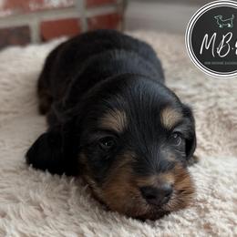 Bruce Ween - Brindle male Dachshund puppy in Edmond, Oklahoma from Mini Browne Dachshunds