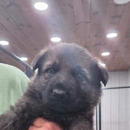 Ford - Sable male German Shepherd puppy in Cave City, Arkansas from Bayou Valley Shepherds and American Hunt Terriers