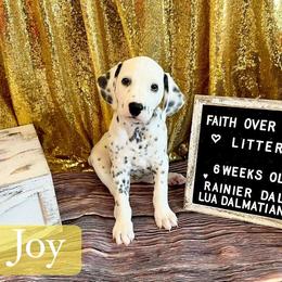 Dalmatian Puppies from Rainier DALS LUA Dalmatians