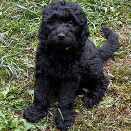 Goldendoodle Puppies from Dani’s Doodles