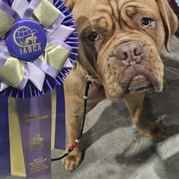 Dogue de Bordeaux and French Bulldog All Grown Up from Amore Kennel