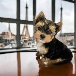 Yorkshire Terrier Puppies from Lady A's Yorkies
