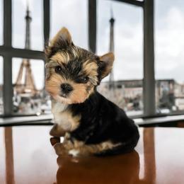 Yorkshire Terrier Puppies from Lady A's Yorkies