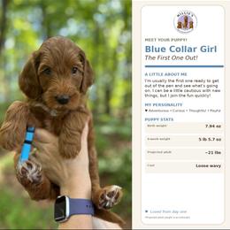 Blue Collar - Apricot female Goldendoodle puppy in Yadkinville, North Carolina from Millie’s Goldendoodles