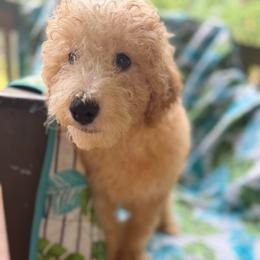 Conner - Cream male Goldendoodle puppy in Willits, California from Big Island Goldendoodles