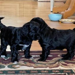 Portuguese Water Dog Puppies from Amada Portuguese Water Dogs
