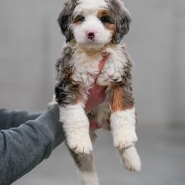 Wilde - Merle male Bernedoodle puppy in Dundee, Ohio from Down Home Doodle