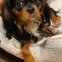 Cavalier King Charles Spaniels from Dynasty