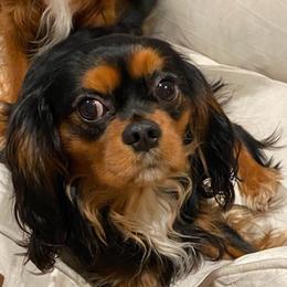 Cavalier King Charles Spaniels from Dynasty