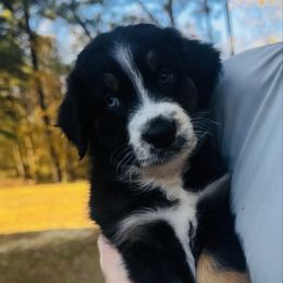 Cypress - Black tri-color male Australian Shepherd puppy in Mckenzie, Tennessee from Whispering Iris Aussies