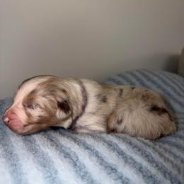 Belle - Red merle female Australian Shepherd puppy in Anniston, Alabama from All Hale Aussies