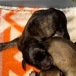 Dasher - Brindle male Dachshund puppy in Onalaska, Texas from Smokey Pines Dachshunds