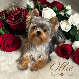 Ollie - Yorkshire Terrier