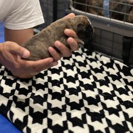 Boxer Puppies from PrideNJoy Boxers