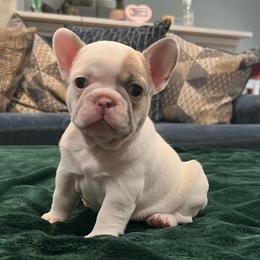 Delilah - Fawn and white female French Bulldog puppy in Grand Prairie, Texas from Avelar’s Top Shelf Frenchies